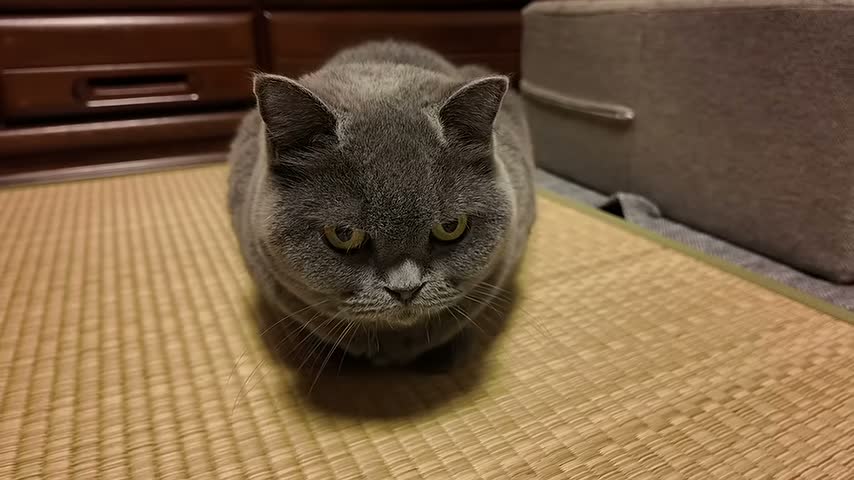 愛猫グレ子。チャンネルの動画より